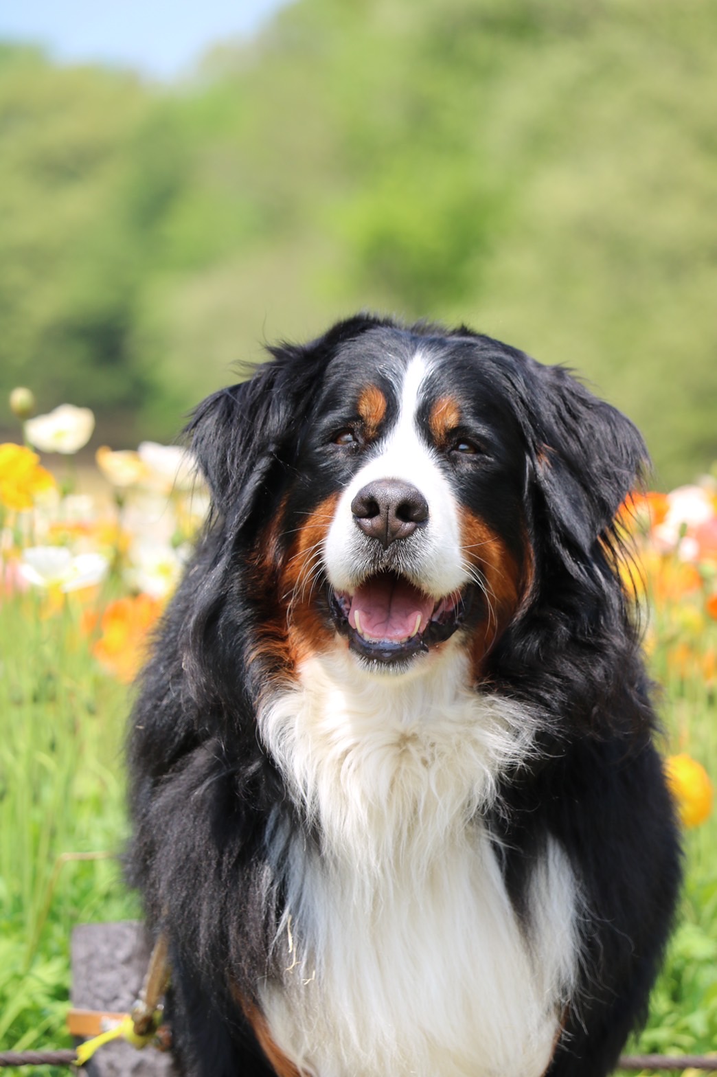 バーニーズマウンテンドッグ