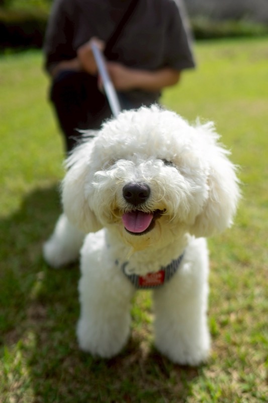 ビションフリーゼ