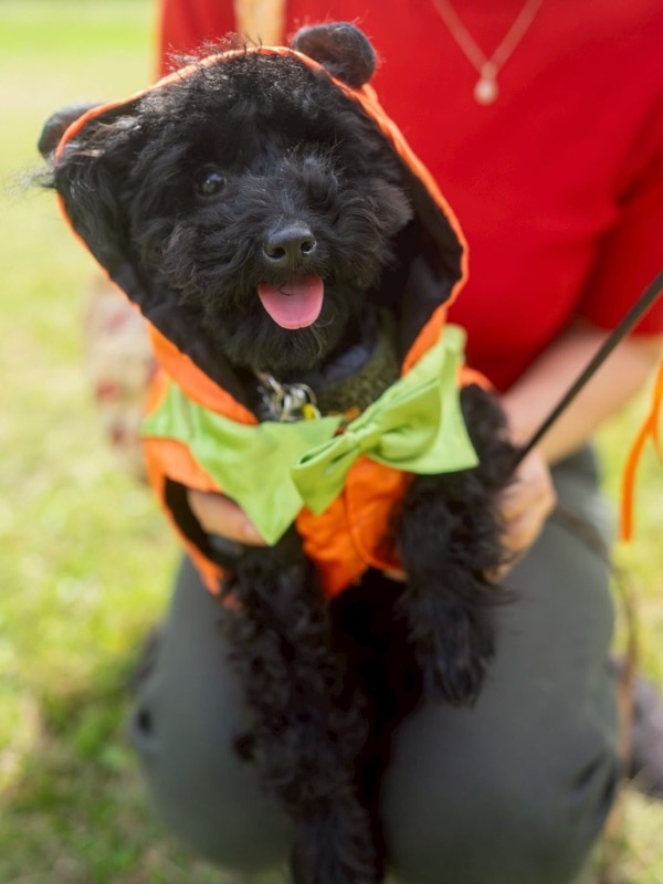 黒いトイプードル