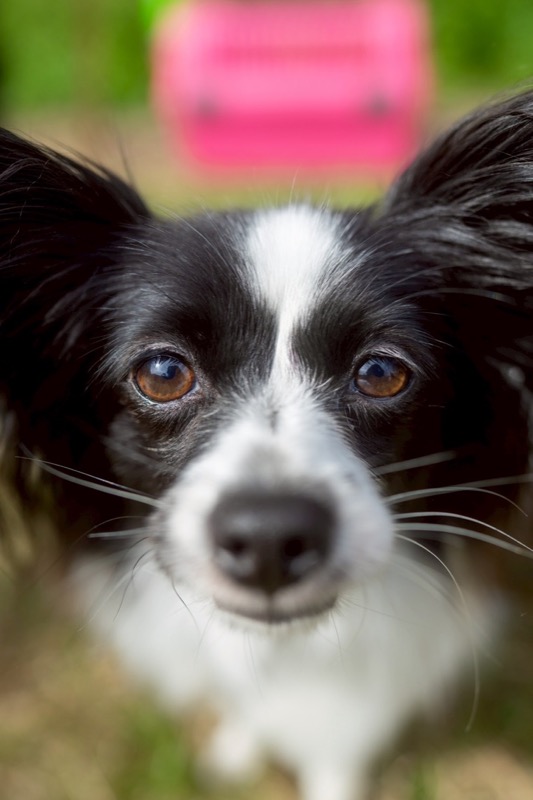 犬との信頼関係