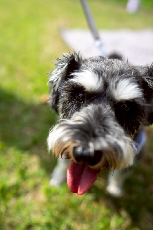 ミニチュアシュナウザー